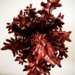 corallo-crown-2020